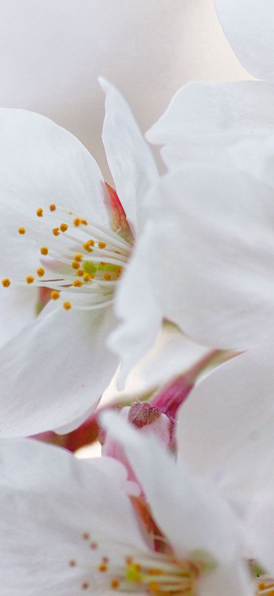 flowers, flowering, cherry, petals