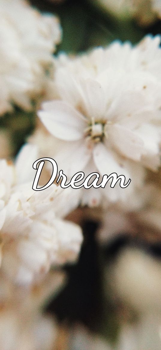 dream, flowers, white, nature