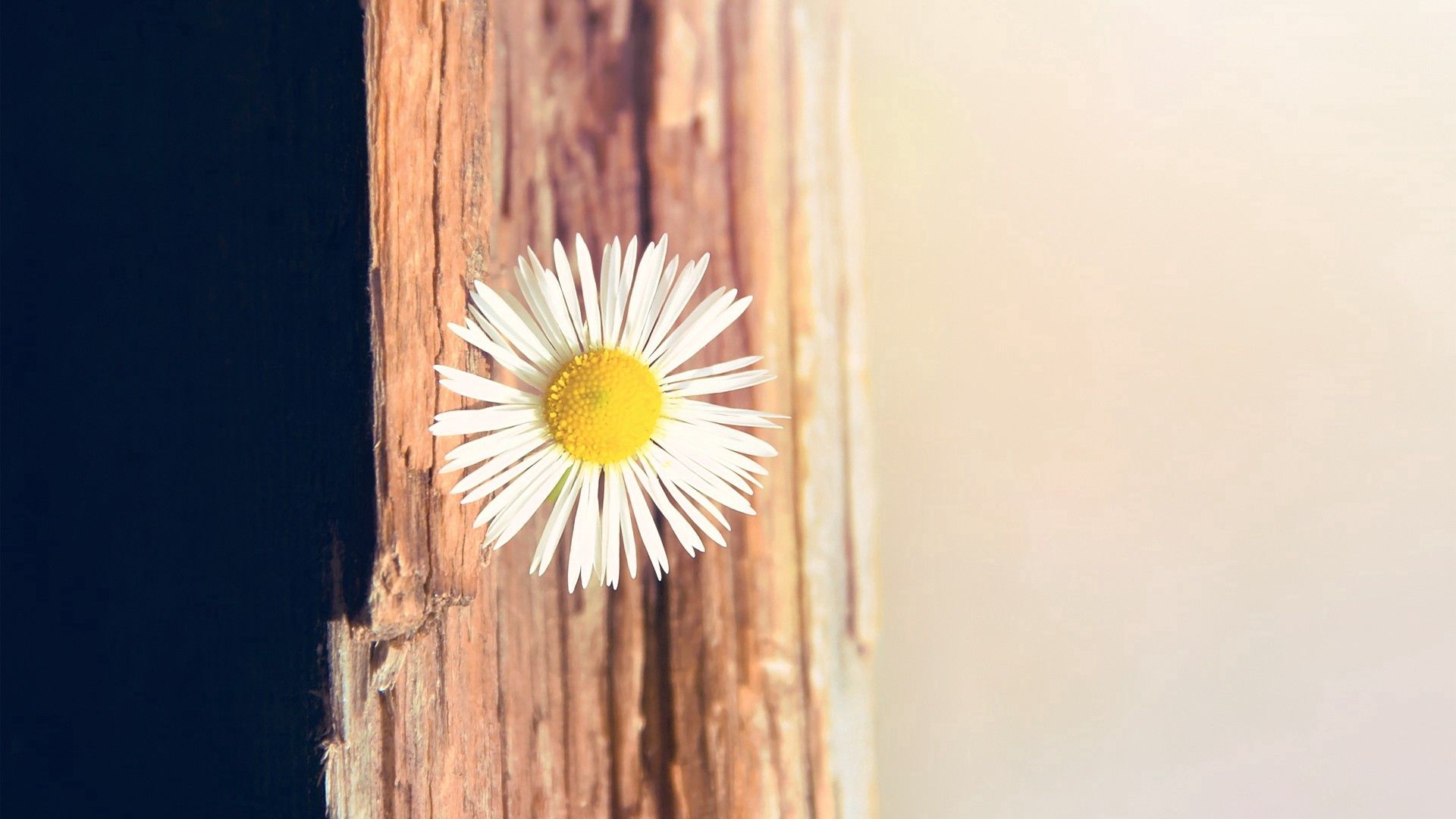 flower, daisy, small, white