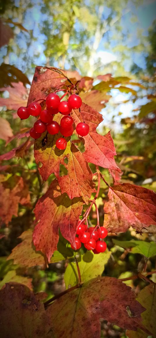 autumn, viburnum, berries