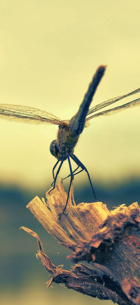 dragonfly, insect, wood, flight