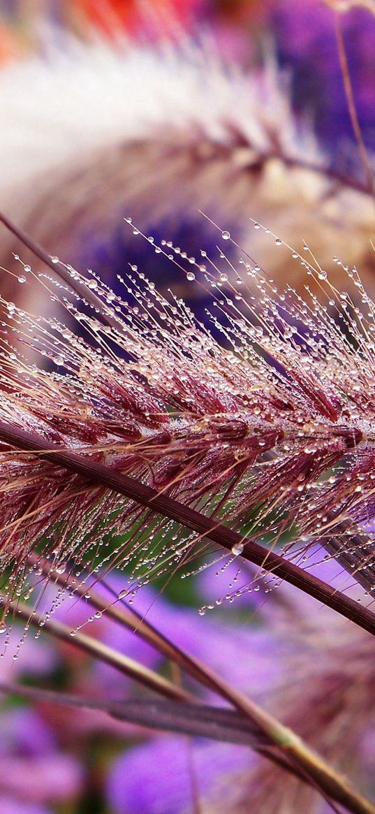 spikes, wet, drop, light