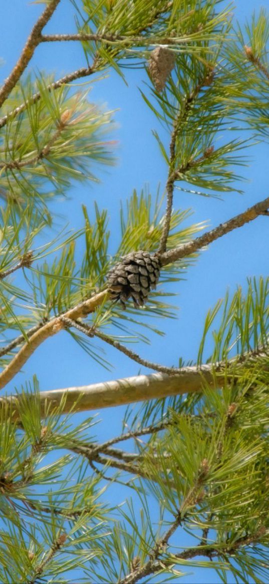 branch, cone, christmas tree, sky, nature