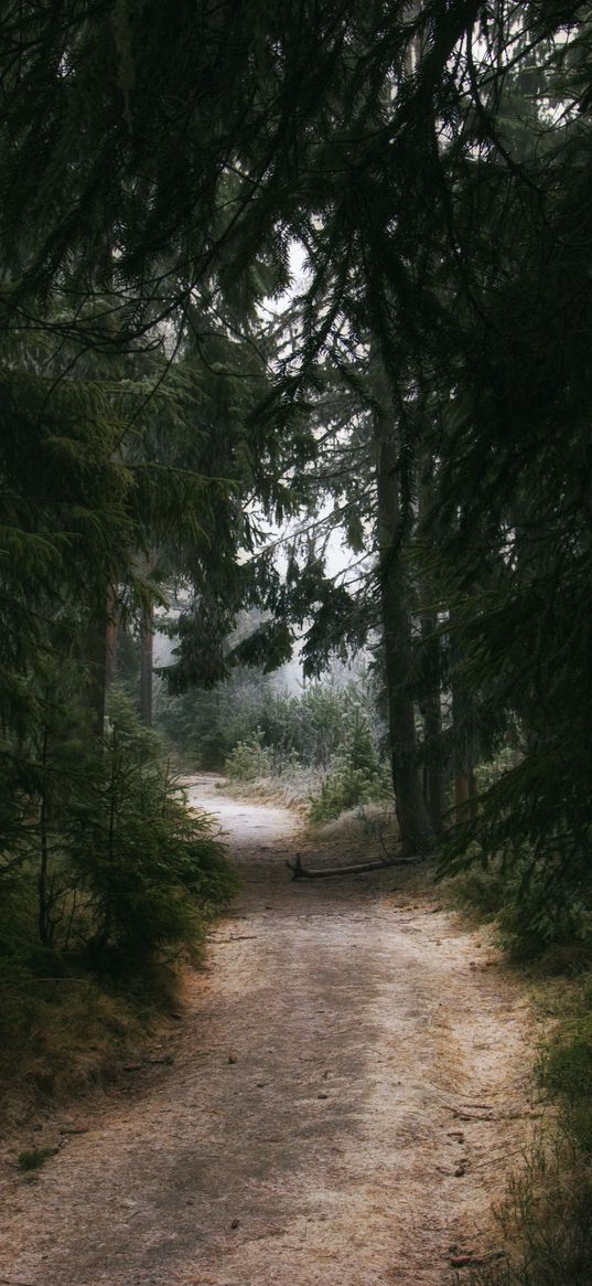 forest, trail, trees, nature, dark