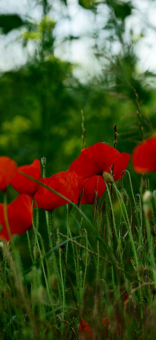 poppies, flowers, petals, grass, red, green