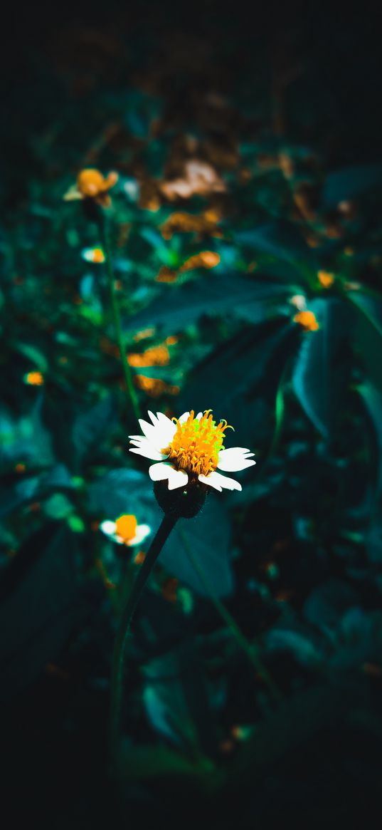 nature, daisies, greenery, flowers, wild flowers