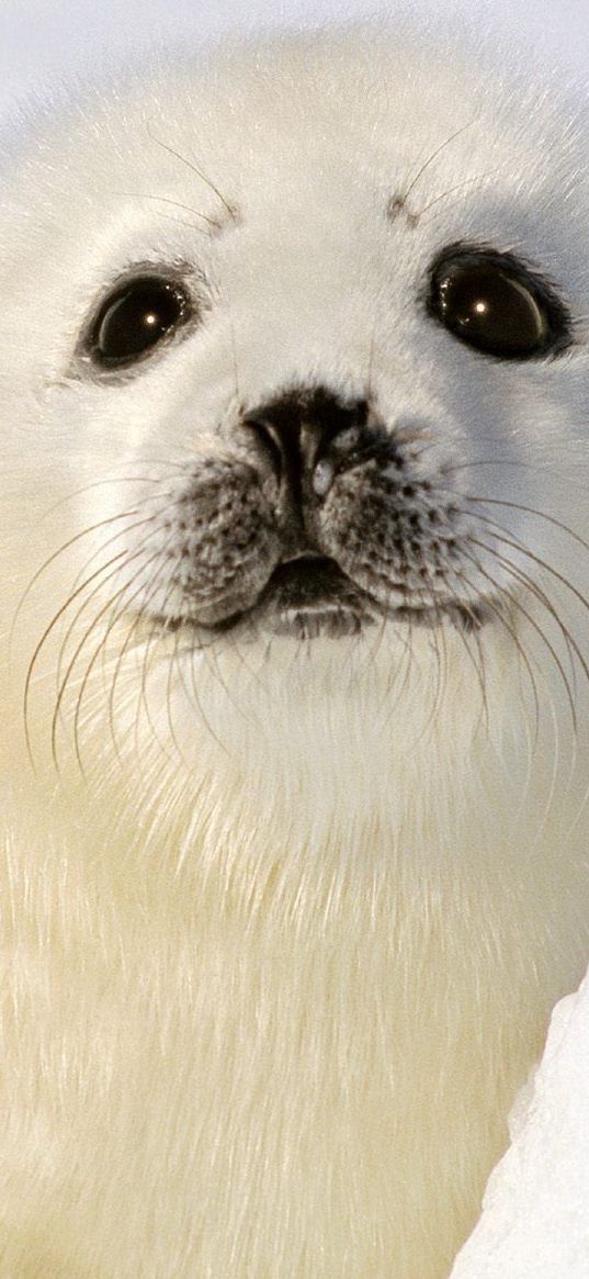 seal, white, funny, kid