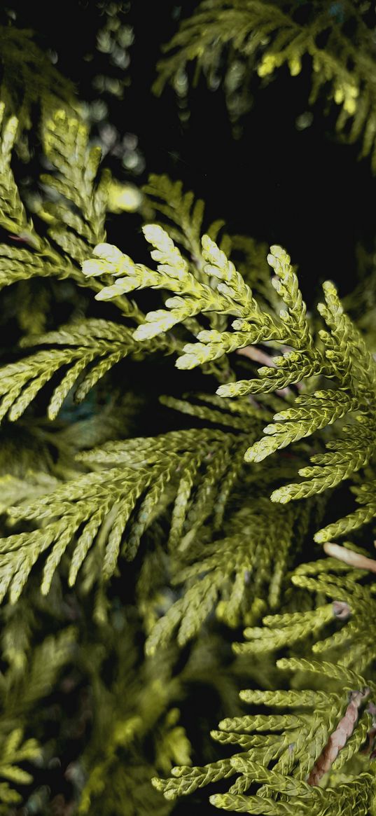 thuja, leaves, tree, plant, green