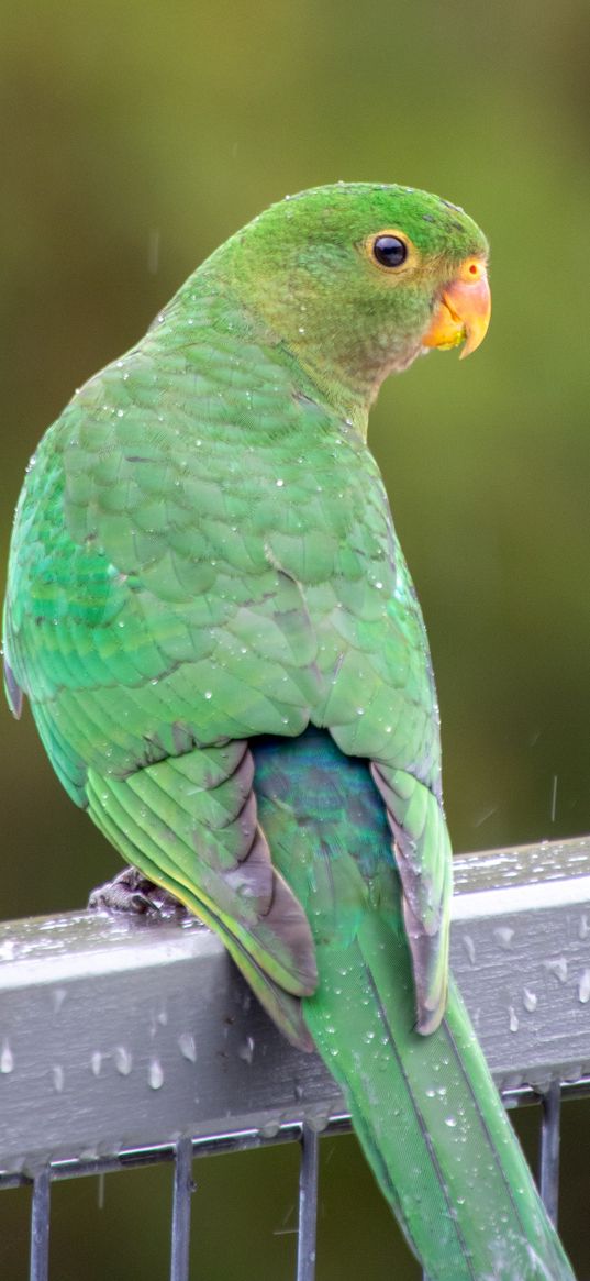 amazon, parrot, bird, rain, drops