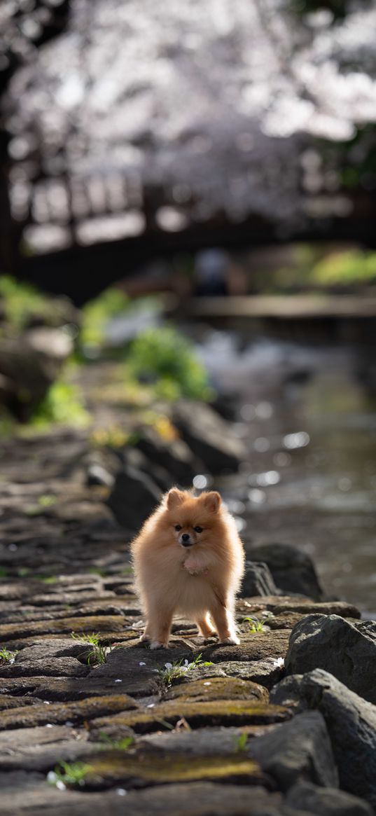 spitz, dog, pet, fluffy, animal, stones