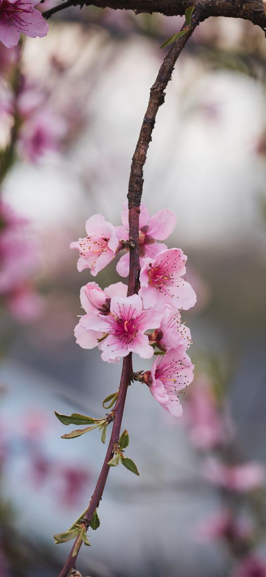 peach, flowers, petals, branch