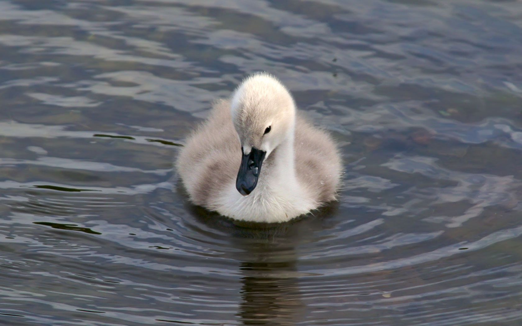 duck, water, bill, funny