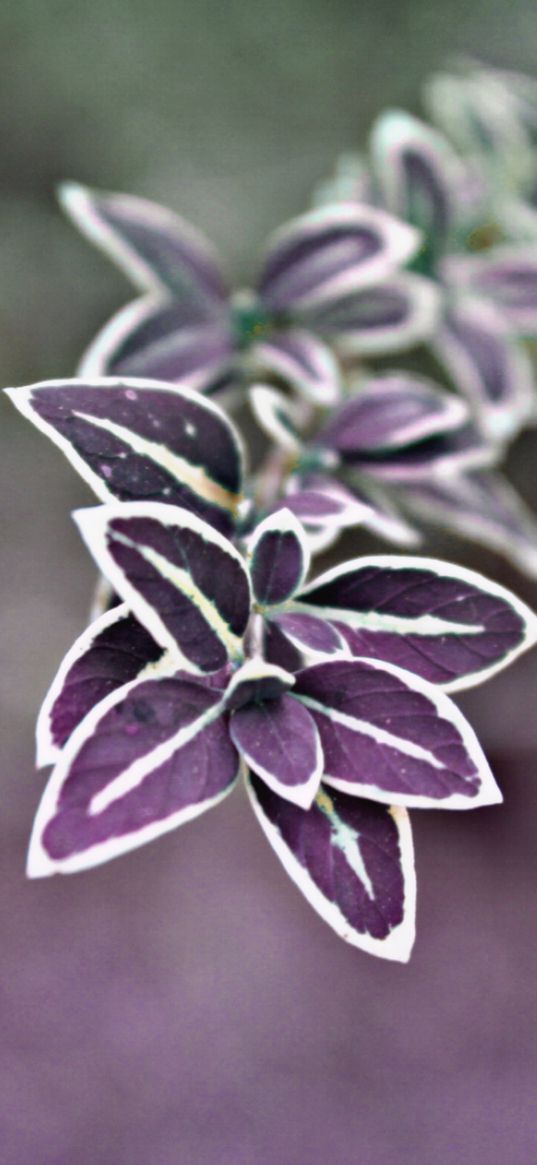 nature, leaves, dark, colourful, macro