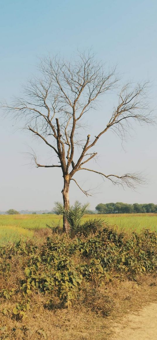 india, murshidabad, tree, landscape, nature