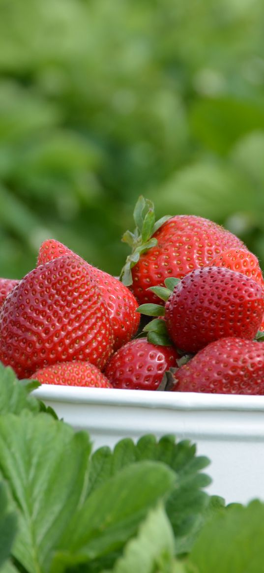 strawberries, berries, leaves, bowl, food