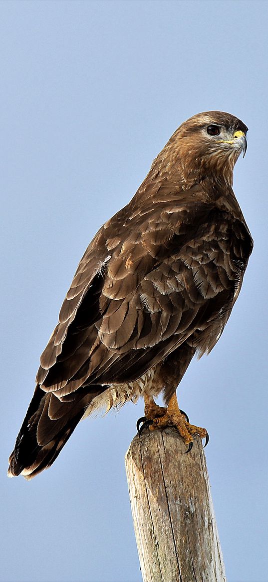 buzzard, bird, wood, wild life