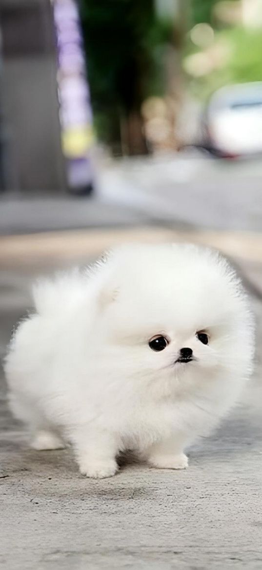 spitz, dog, fluffy, white, cute