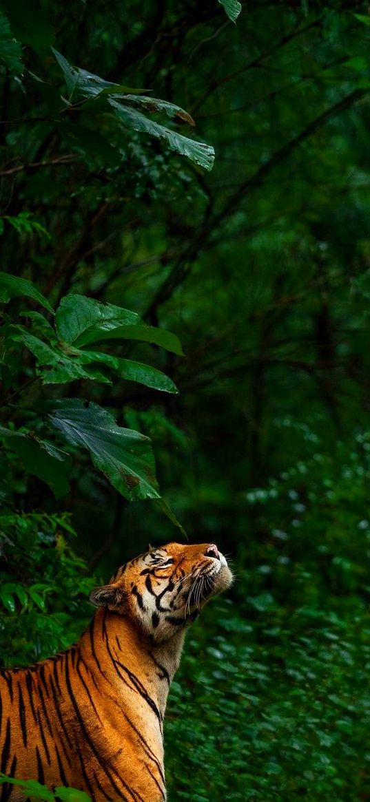 tiger, forest, wild animal, animal, predator