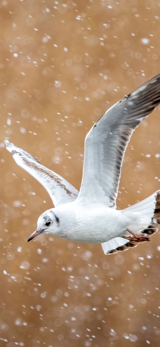 seagull, bird, flight, snow