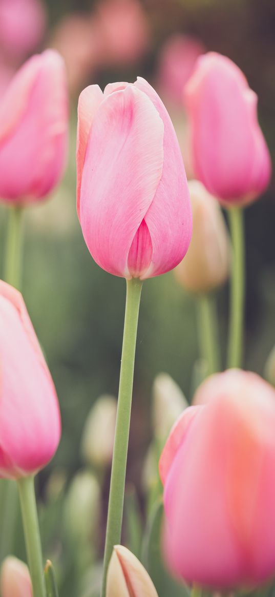 tulips, buds, petals, flowers, pink