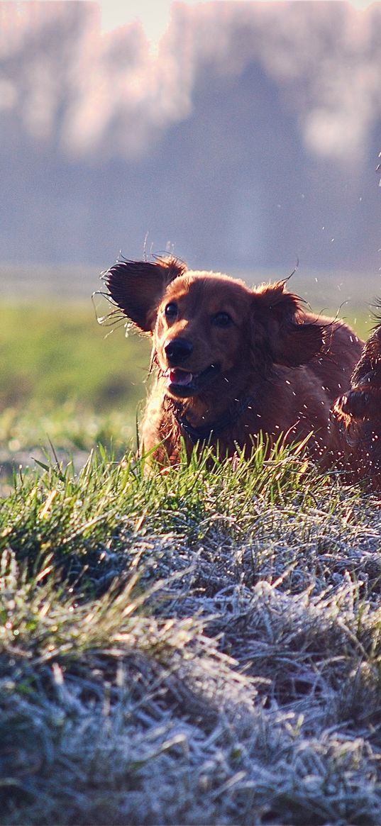 puppies, dogs, playing, field, grass