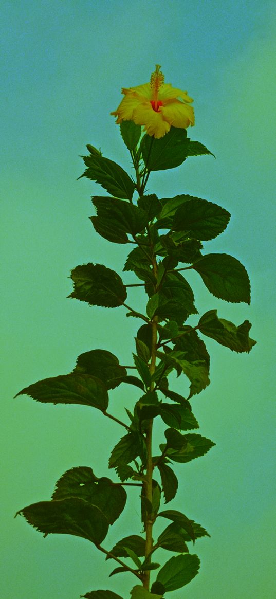 hibiscus, flower, yellow, green background, plant