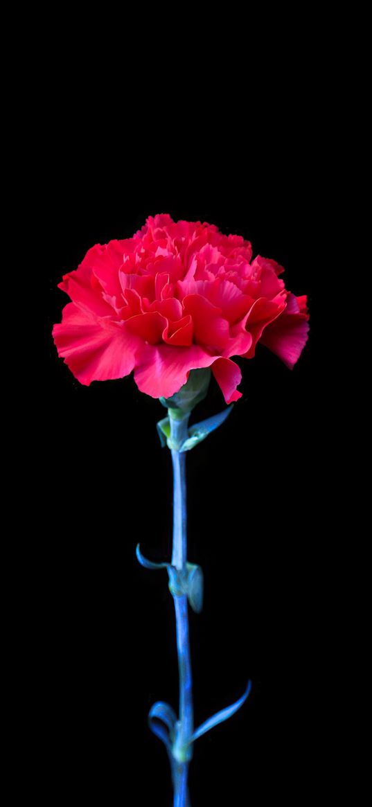 carnation, flowers, red flower, black background