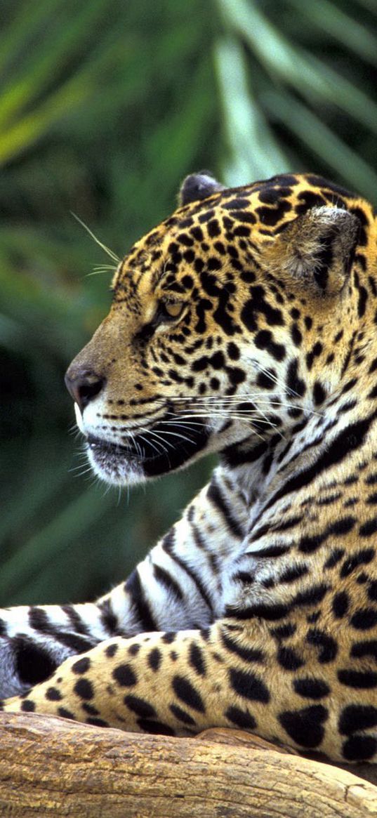 jaguar, spotted, sitting