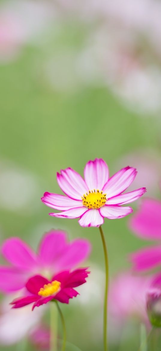 kosmeya, flowers, petals, macro