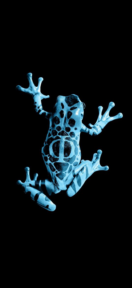 toad, frog, blue, black background, minimalism