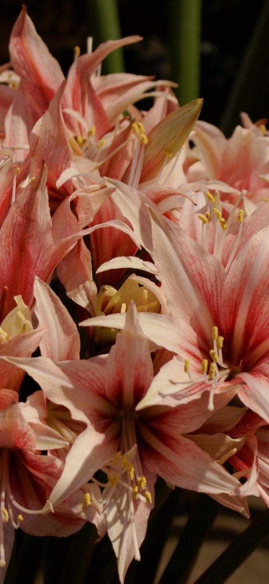 amaryllis, buds, stamens, colorful