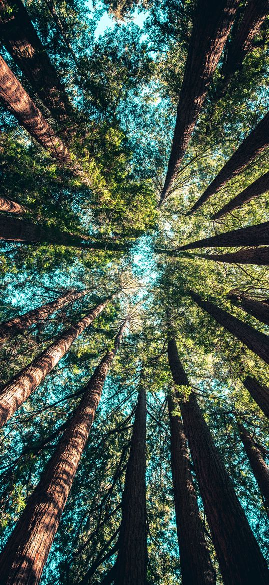 forest, bottom view, sky, trees