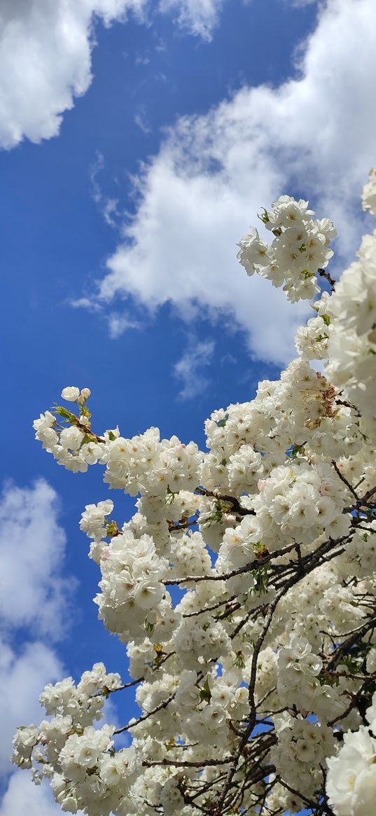 flowers, branches, tree, sky, clouds, spring, blooms