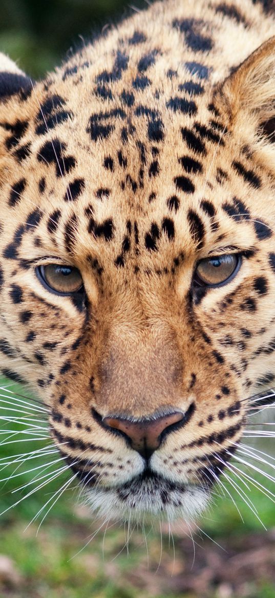 leopard, glance, predator, big cat, animal