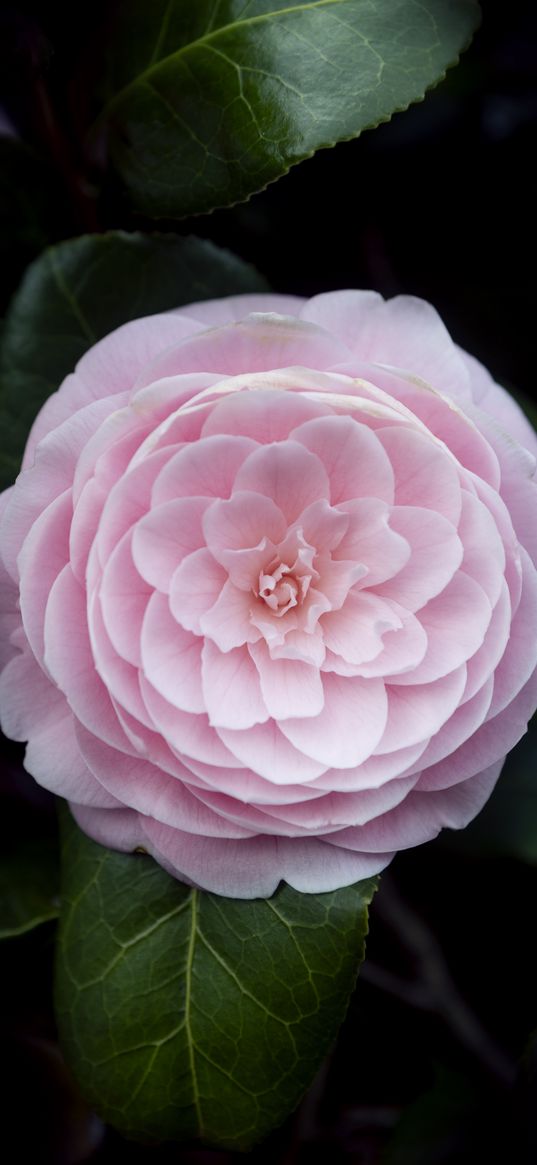 camellia, flower, petals, macro, pink