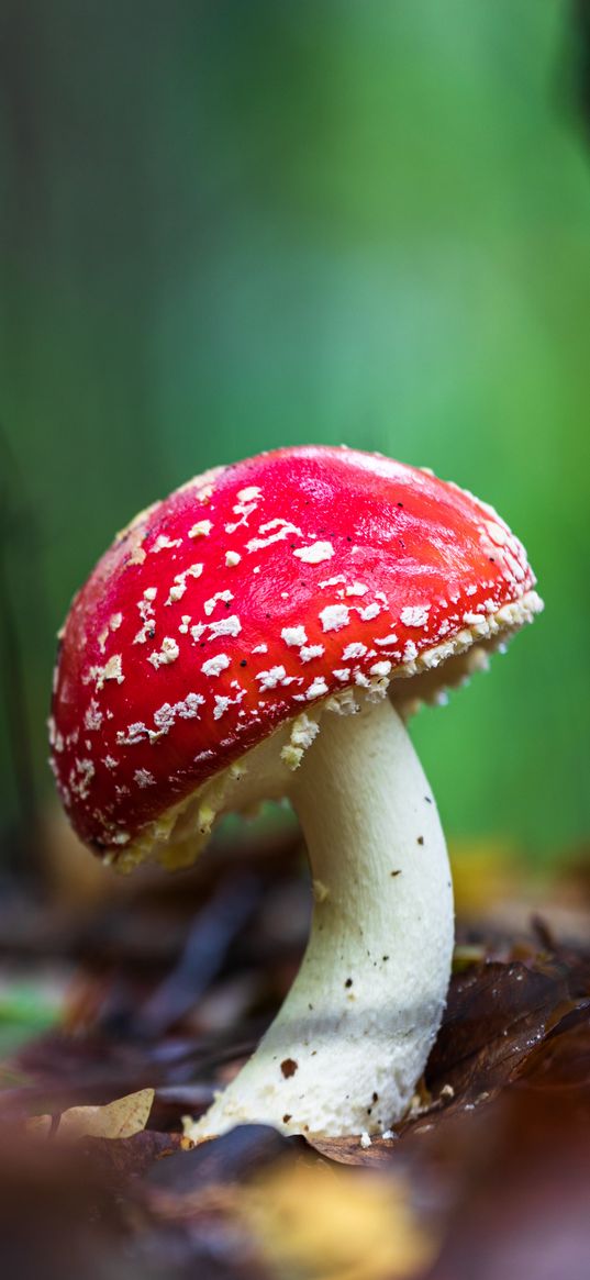 amanita, mushroom, macro