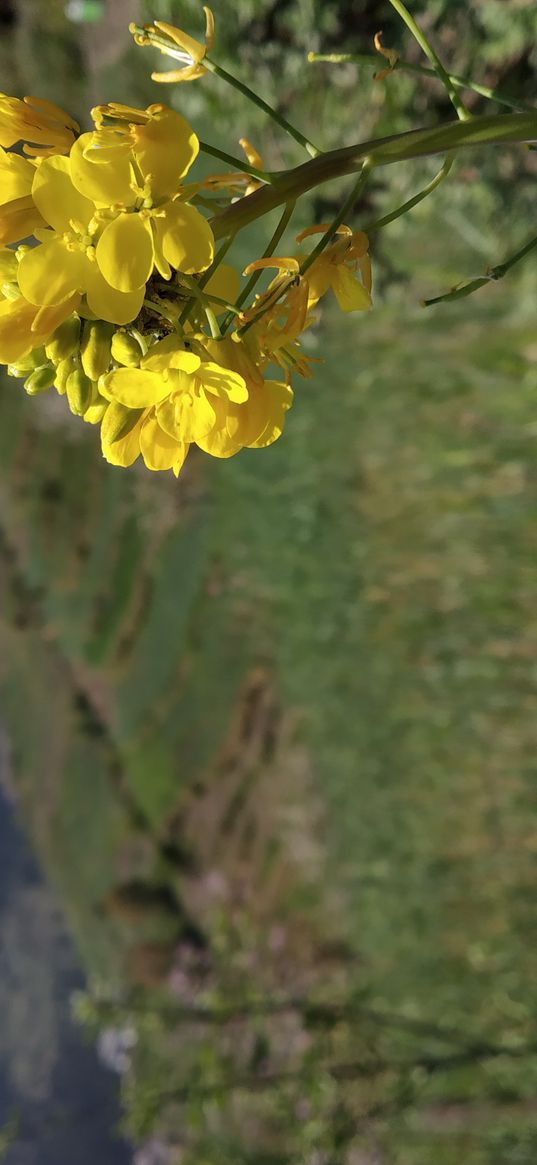 rapeseed, flowers, wild flowers, flower, yellow, field, nature