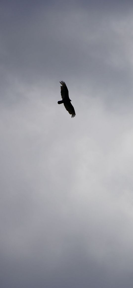 bird, sky, strength, honor, freedom