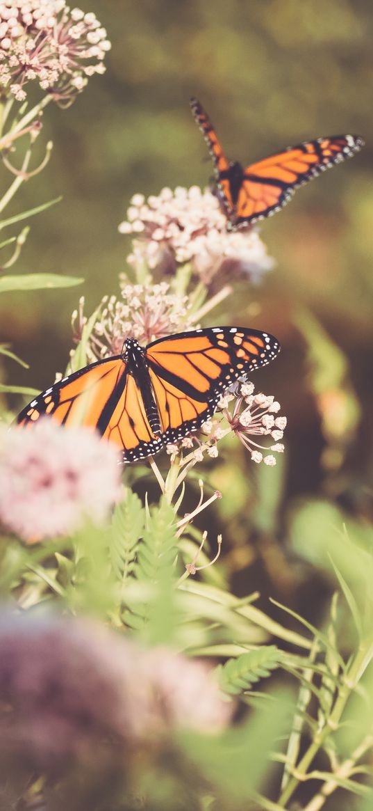 monarch, butterfly, cumin, flowers, plant, macro