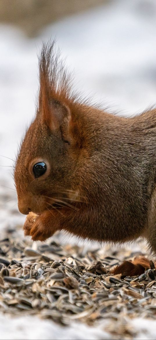 squirrel, paws, rodent, seeds, animal