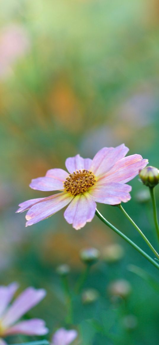 kosmeya, petals, flower, bud, macro