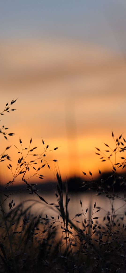 grass, plants, blur, twilight, nature