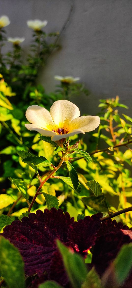 purslane, flowers, white flower, plant, nature