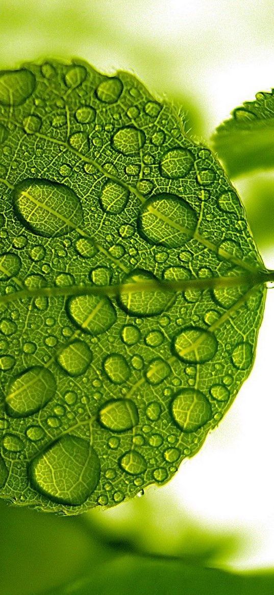 leaf, green, drops, water, form