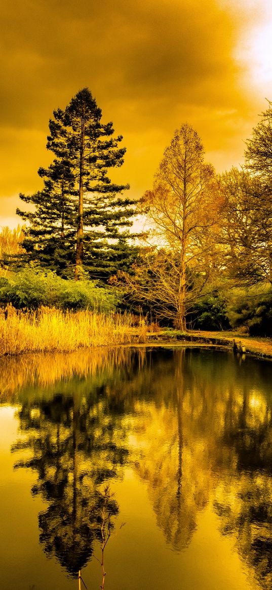 pond, shore, trees, reflection, nature