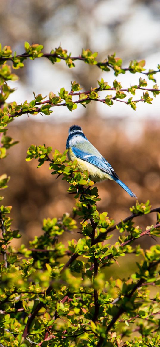 chickadee, bird, branch, wildlife