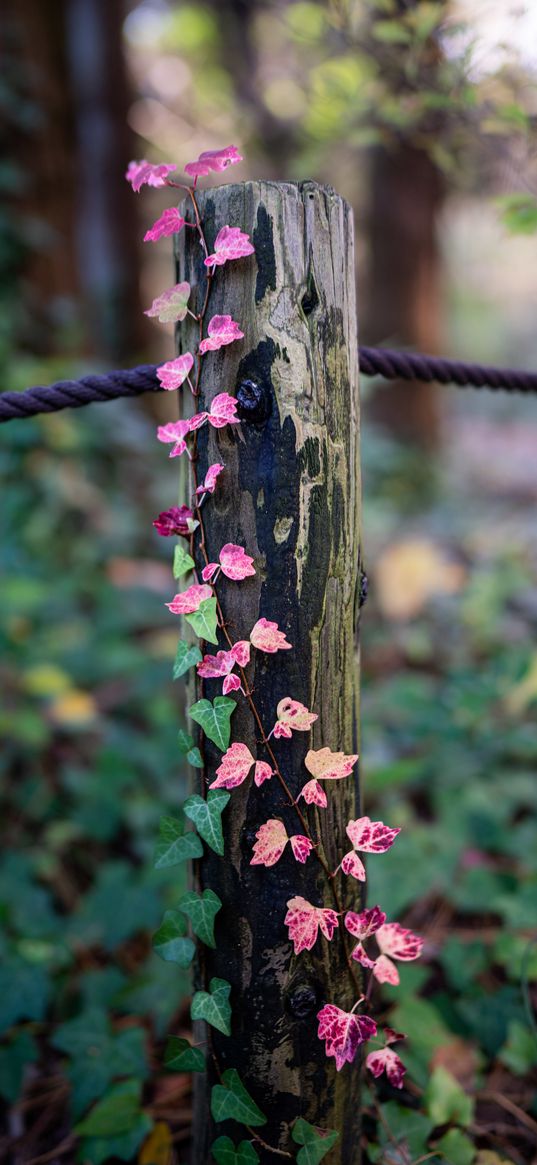 ivy, leaves, plant, tree, rope, nature