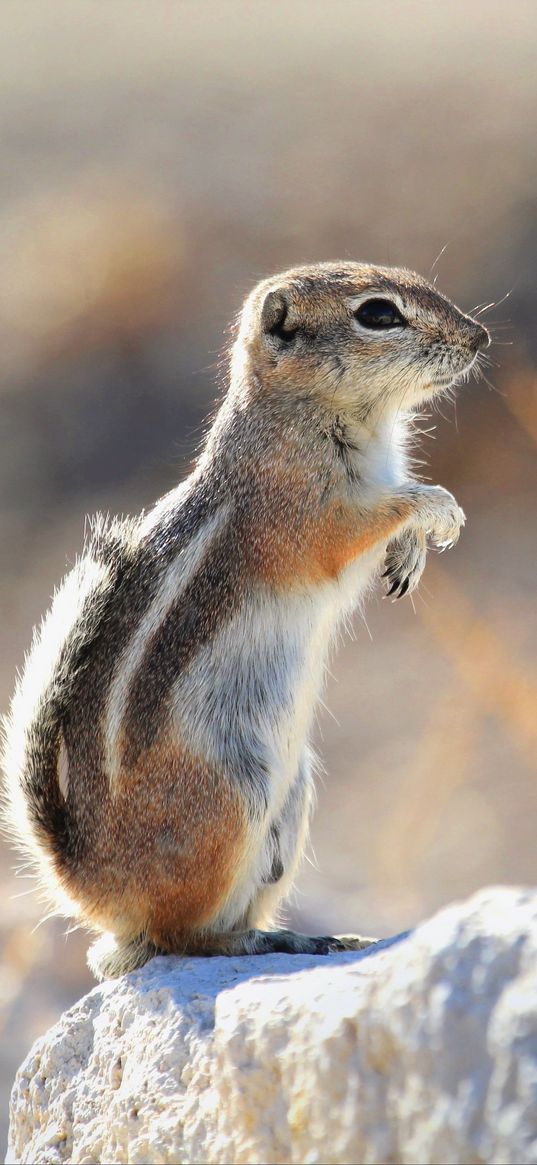 gopher, paws, stone, animal