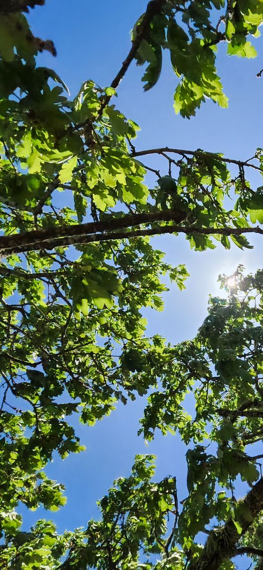 nature, california, 2020, hd, life, tree