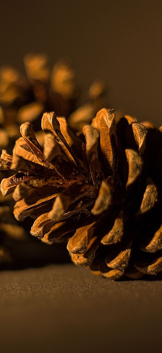 cone, pine, macro